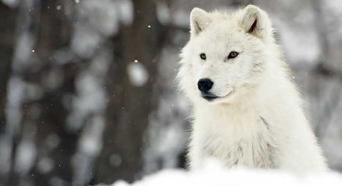 lobo branco na neve