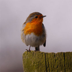 Pássaro em cima de tronco